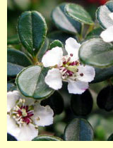 Кизильники (Cotoneaster multiflora Briqe) Кизильники (Cotoneaster multiflora Briqe)